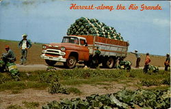 Harvest Along The Rio Grande Postcard
