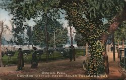 Ostrich Pens - Cawston Ostrich Farm Postcard