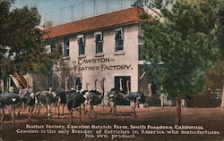Cawston Ostrich Farm Postcard