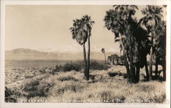 Greyback from Two Bunch Palms Palm Springs California