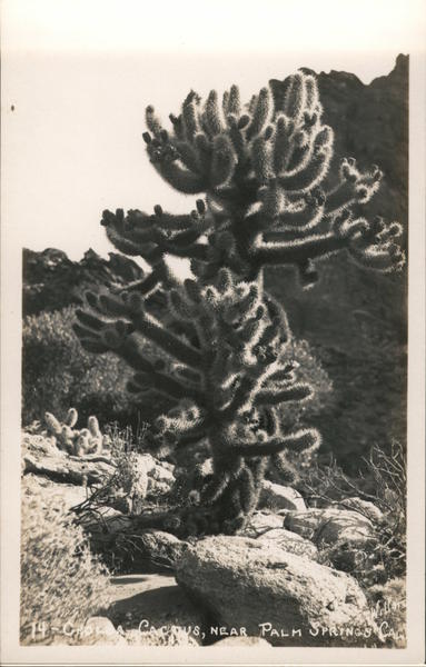 Cholla Catcusm, Near Palm Springs CAL California Wilton