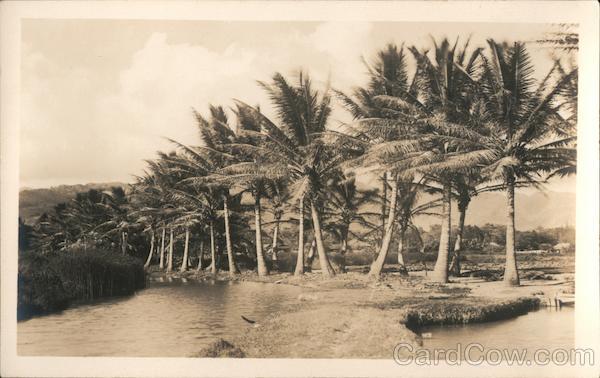 Palm Trees Hawaii