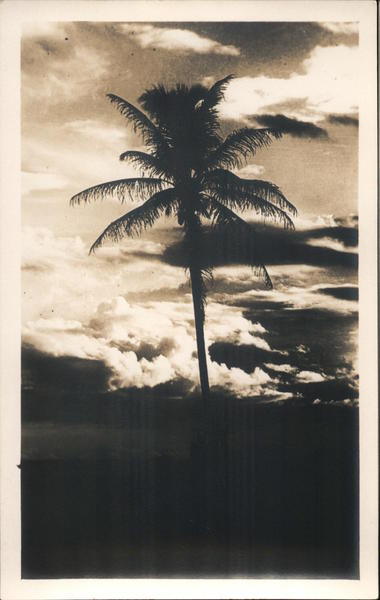 Sepia Palm Hawaii