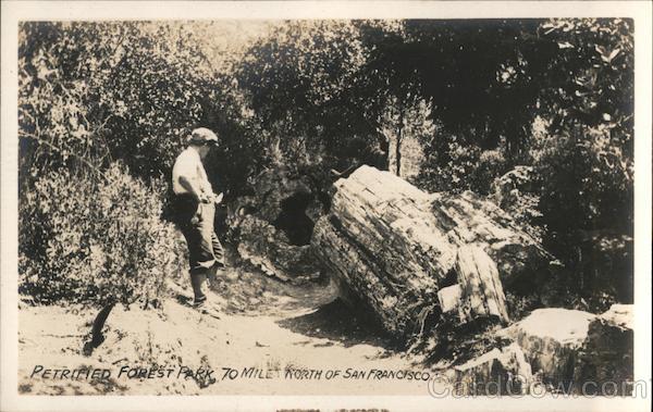 Petrified Forest-70 miles north of San Francisco Calistoga California