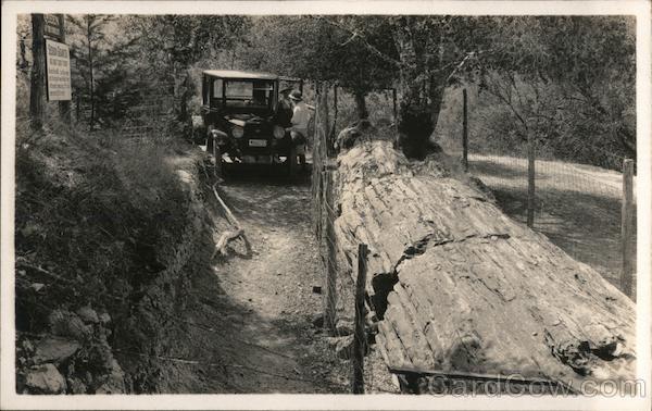 Car, Petrified Forest Queen of the Forest Calistoga California