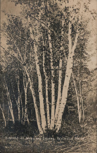 Birches at Morgans Island Readfield Maine