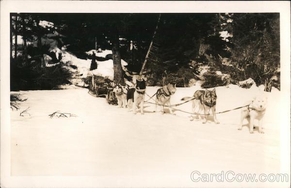 Dogs and dog sled standing in the snow