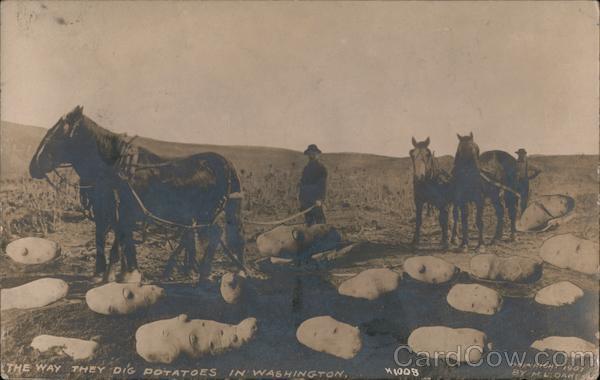 The way they dig potatoes in Washington M.L. Oakes