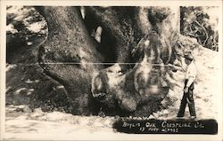 Baylis Oak Tree 13 feet across Postcard