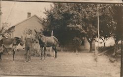 Man with Horses Postcard