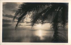 Sunset, Palm Trees Postcard