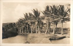 Palm Trees Postcard