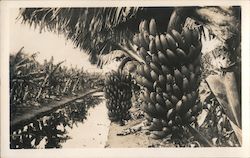 Field of Banana Plants Postcard