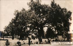 Evangeline Oak Saint Martinville, LA Postcard Postcard Postcard