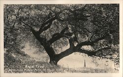 Arch Tree in Petrified Forest Park Postcard