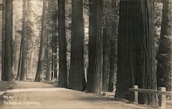 Redwood Highway Postcard