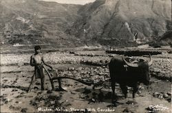 Bontoe plowing with Caraboa Postcard