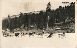 Dog Team on Huntington Lake Postcard