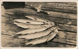 Group of 6 fish Exposed 1/2 second f16 dark cloudy day Postcard