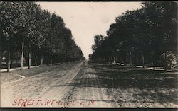 Vintage Tree lined Street Postcard