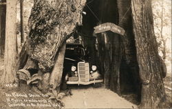 The Redwood Shrine KIEM Radio "The Voice of the Redwoods" Postcard