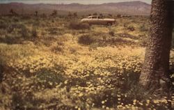 Wild Flowers Blooming in Apple Valley Postcard