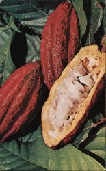 Cocoa Pods Rich in Colour and Flavour Postcard