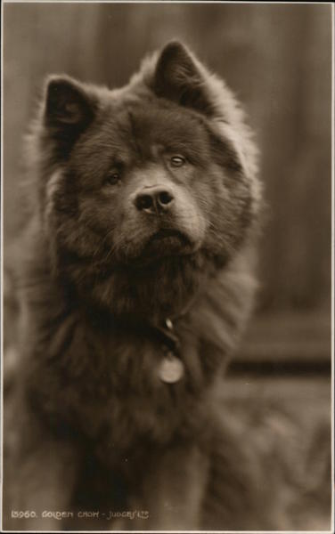 Golden Chow Dogs