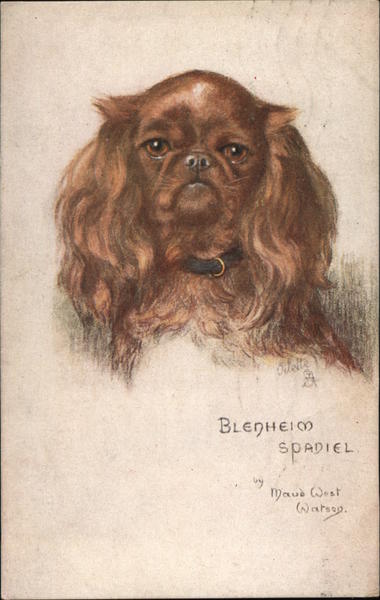 Blenheim Spaniel Dogs