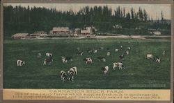 Carnation Stock Farms Postcard
