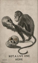 Not a live one here - monkey holding a skull with another skull beside him Postcard