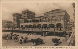 The Chalfonte and Haddon Hall showing beach ponies Postcard