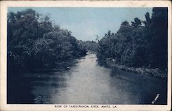 View of Tangipahoa River Postcard