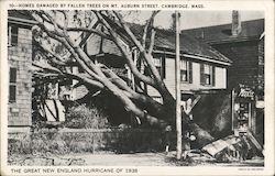 Homes Damaged by Fallen Trees on Mt. Auburn Street Postcard
