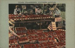 Ozark Strawberries, Southern Missouri Postcard