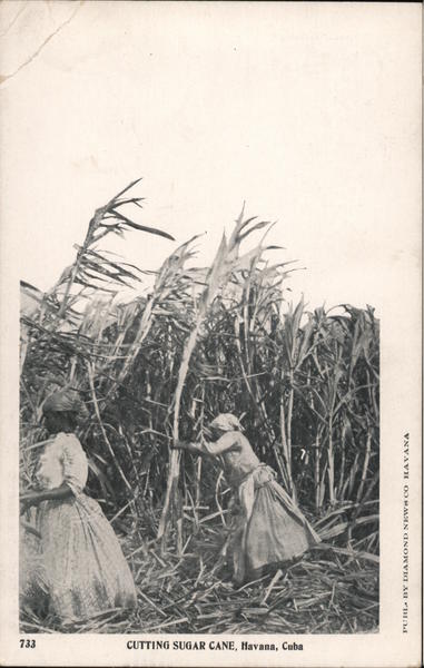 Cutting Sugar Havana Cuba