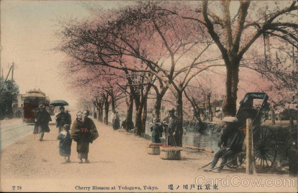 Cherry Blossom at Yedogawa Tokyo Japan