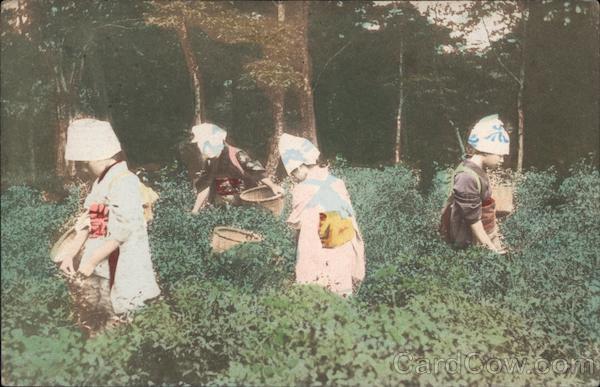 Postcard of Four Women Harvesting Japan