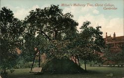 Milton's Mulberry Tree, Christ College Postcard