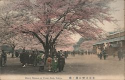 Cherry Blossom at Uyeno Park, Tokyo Postcard