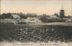 Tea Graden of Temple Toji Kyoto, Japan Postcard Postcard Postcard
