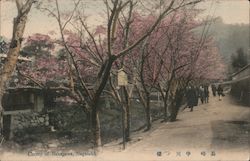 Cherry of Nakagawa Postcard