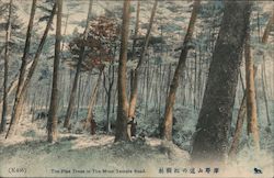 The Pine Trees in Moon Temple Road Kobe, Japan Postcard Postcard 
