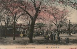Cherry Blossom, Yokohama Park Postcard