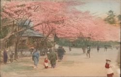 People Enjoy The Cherry Blossom Trees Postcard