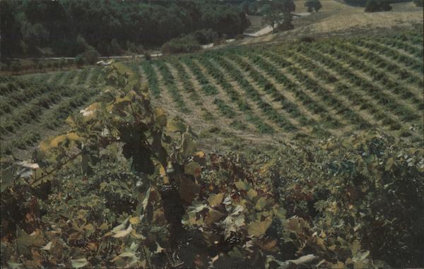 Vineyard scene at the Pesenti Winery Templeton California