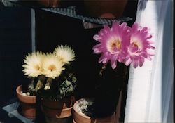 Blooming Cacti Postcard