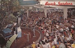 Busch Gardens Unique Bird Show Delights Visitors Postcard