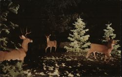 Mountain View Cemetery - A Few Days Before Christmas Postcard