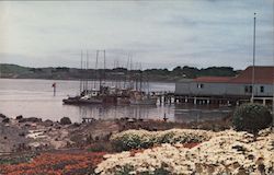 Flowers and Fish Dock Bodega Bay, CA Postcard Postcard Postcard